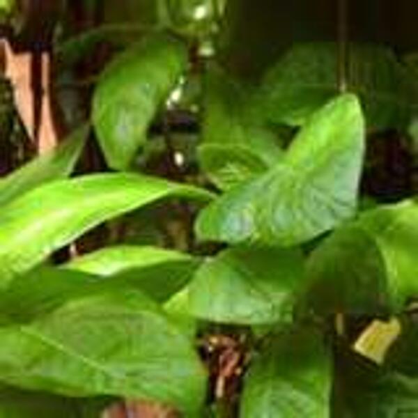 Arbre quinquina
